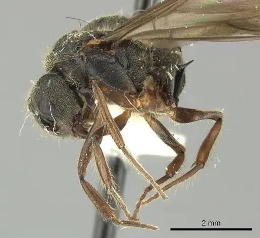 Dolichoderus curvilobus - JTLC000003267