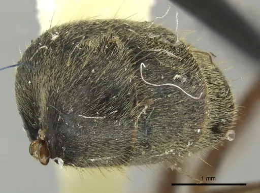 Dolichoderus curvilobus - JTLC000003267