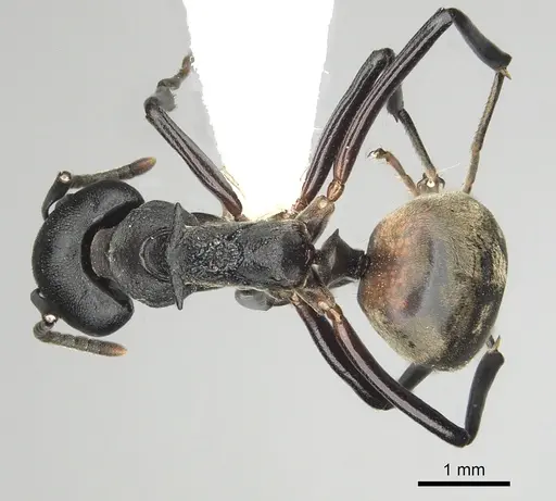 Dolichoderus cuspidatus specimen