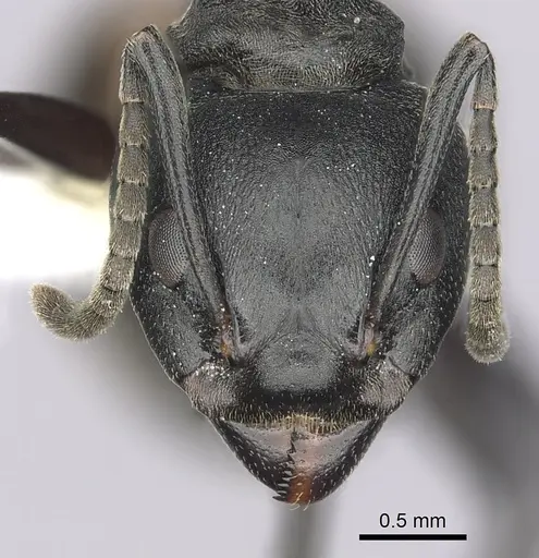 Dolichoderus cuspidatus specimen