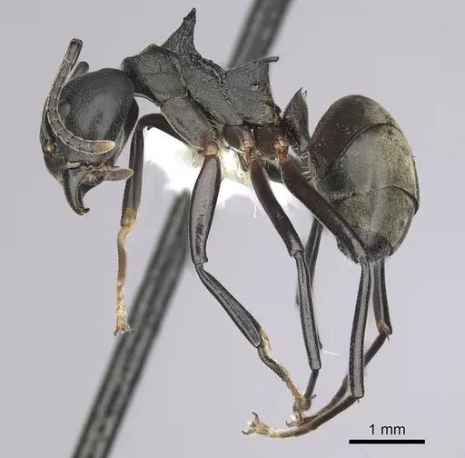 Dolichoderus cuspidatus specimen