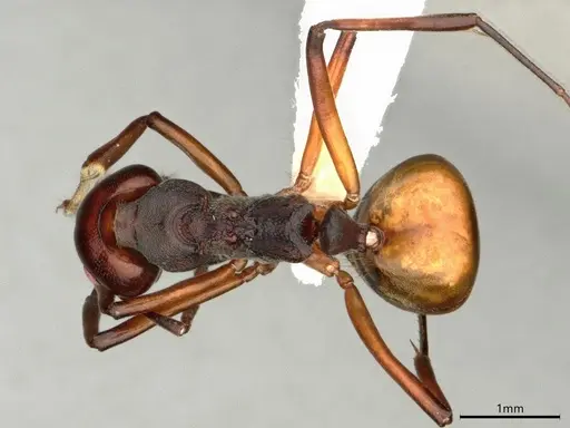 Dolichoderus cuspidatus - CASENT0866538