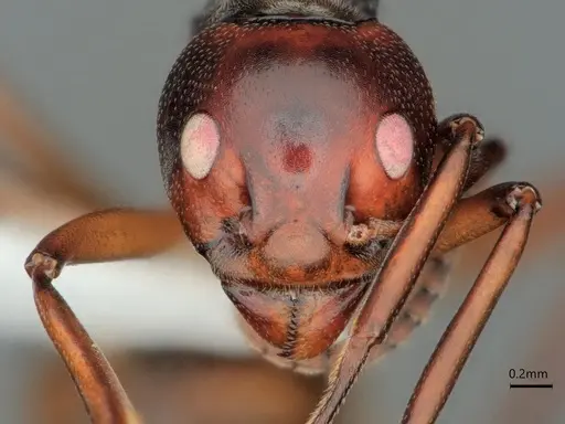 Dolichoderus cuspidatus - CASENT0866538