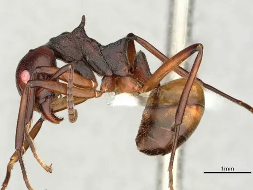 Dolichoderus cuspidatus - CASENT0866538