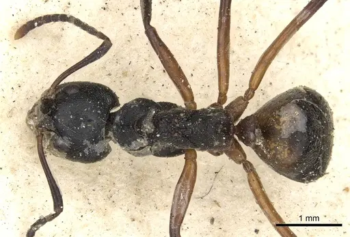 Dolichoderus cuspidatus - CASENT0901856