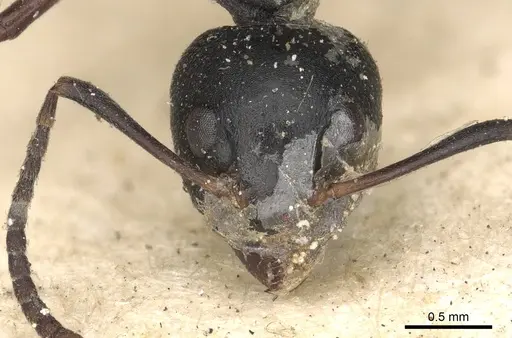 Dolichoderus cuspidatus - CASENT0901856