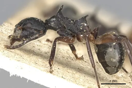 Dolichoderus cuspidatus - CASENT0901856