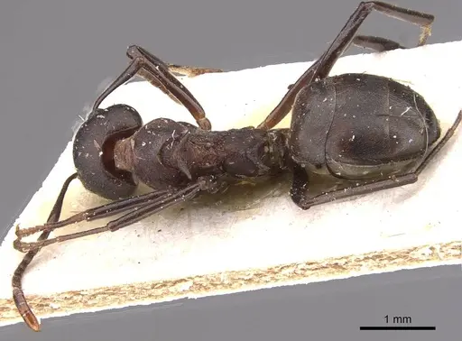 Dolichoderus cuspidatus - CASENT0909481