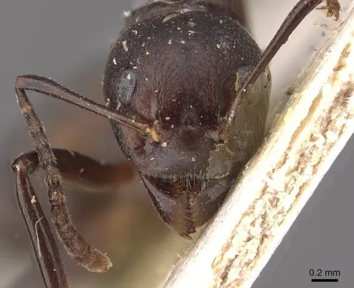 Dolichoderus cuspidatus - CASENT0909481