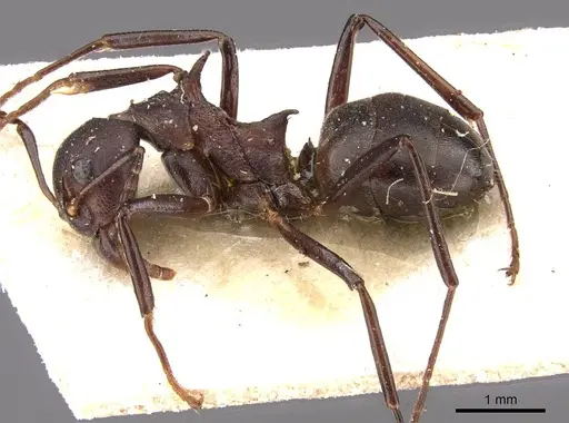 Dolichoderus cuspidatus - CASENT0909481