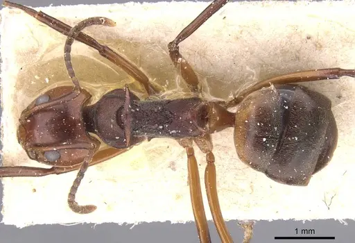 Dolichoderus cuspidatus - CASENT0911495