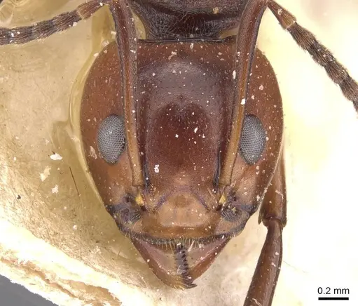 Dolichoderus cuspidatus - CASENT0911495