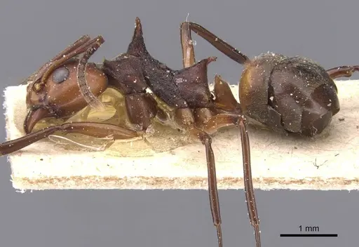 Dolichoderus cuspidatus - CASENT0911495