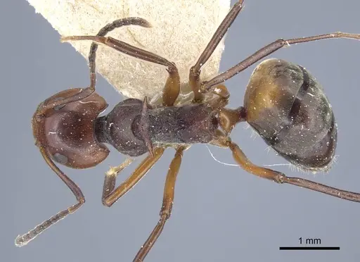 Dolichoderus cuspidatus - CASENT0917098