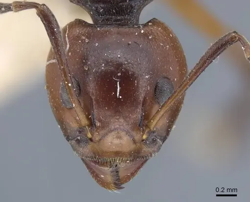 Dolichoderus cuspidatus - CASENT0917098