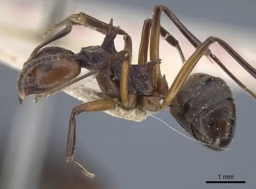 Dolichoderus cuspidatus - CASENT0917098