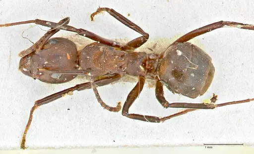 Dolichoderus cuspidatus - FOCOL2764