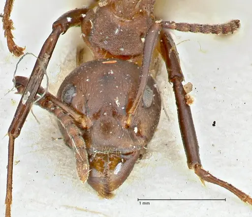 Dolichoderus cuspidatus - FOCOL2764