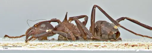 Dolichoderus cuspidatus - FOCOL2764