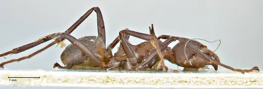 Dolichoderus cuspidatus - FOCOL2764