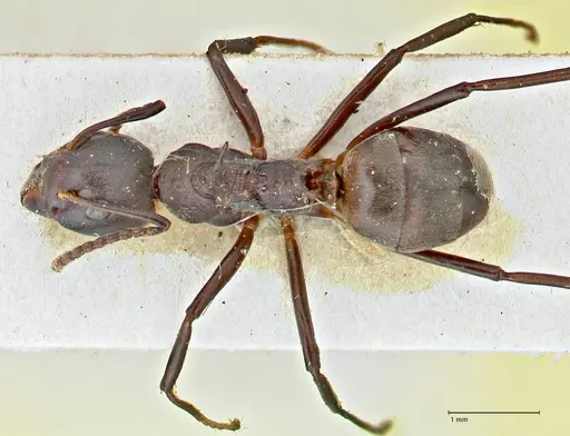 Dolichoderus cuspidatus - FOCOL2765