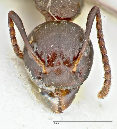 Dolichoderus cuspidatus - FOCOL2765