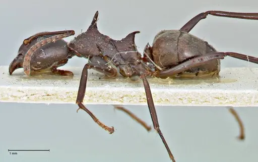 Dolichoderus cuspidatus - FOCOL2765