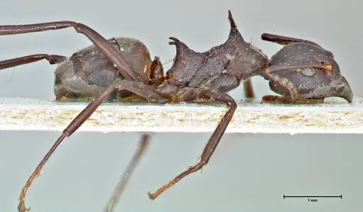 Dolichoderus cuspidatus - FOCOL2765