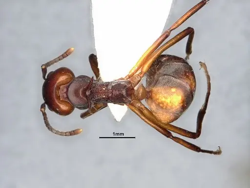 Dolichoderus cuspidatus - SMFHYM0008914