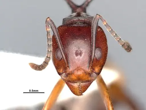 Dolichoderus cuspidatus - SMFHYM0008914