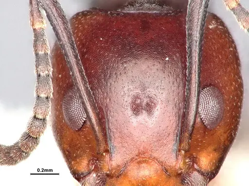 Dolichoderus cuspidatus - SMFHYM0008914