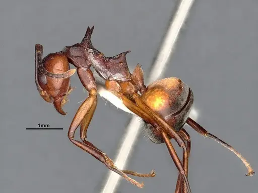 Dolichoderus cuspidatus - SMFHYM0008914