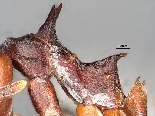 Dolichoderus cuspidatus - SMFHYM0008914