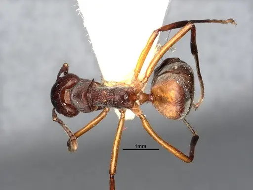 Dolichoderus cuspidatus - SMFHYM0008915