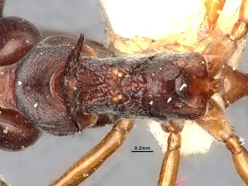 Dolichoderus cuspidatus - SMFHYM0008915