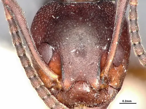 Dolichoderus cuspidatus - SMFHYM0008915