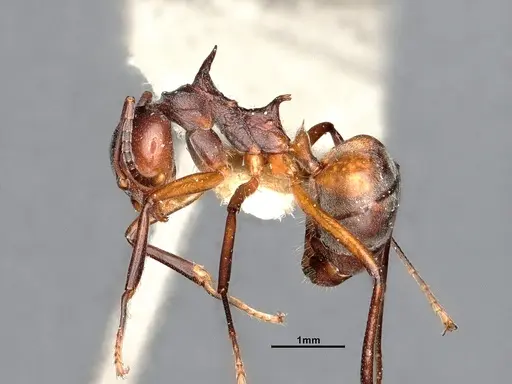 Dolichoderus cuspidatus - SMFHYM0008915