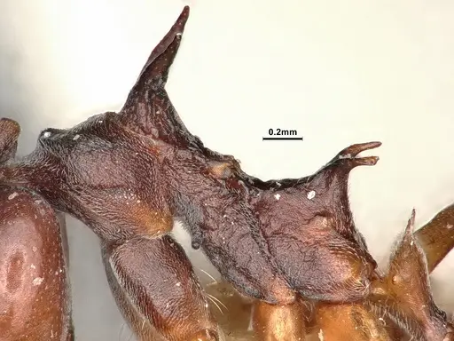 Dolichoderus cuspidatus - SMFHYM0008915