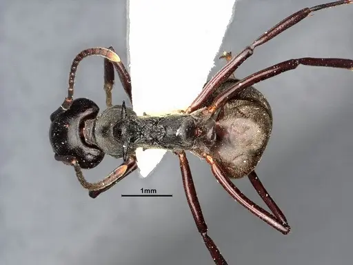 Dolichoderus cuspidatus - SMFHYM0008916