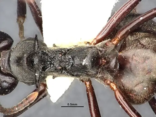 Dolichoderus cuspidatus - SMFHYM0008916