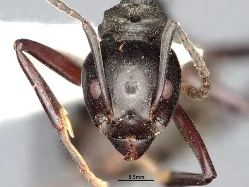 Dolichoderus cuspidatus - SMFHYM0008916