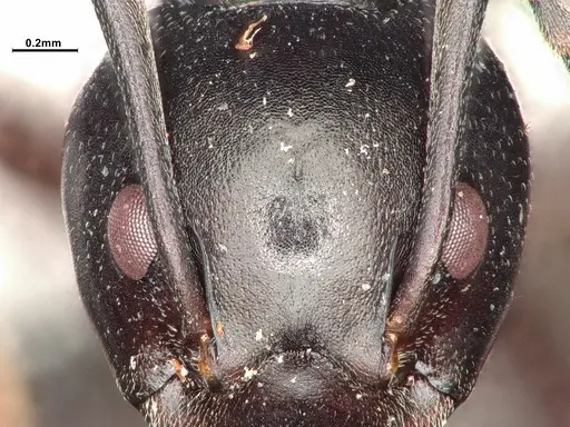 Dolichoderus cuspidatus - SMFHYM0008916