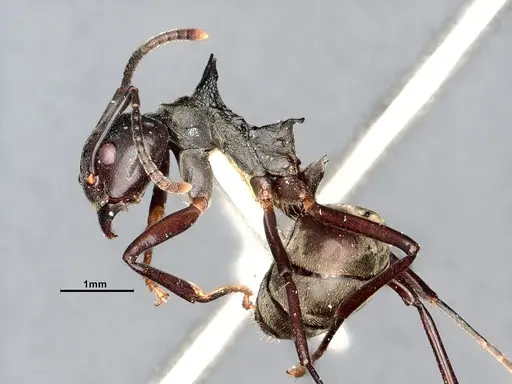 Dolichoderus cuspidatus - SMFHYM0008916