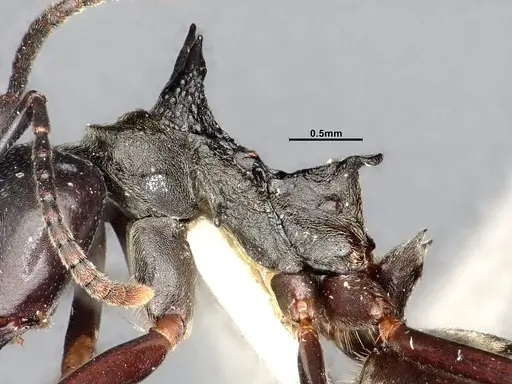 Dolichoderus cuspidatus - SMFHYM0008916