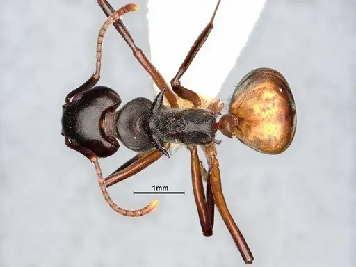 Dolichoderus cuspidatus - SMFHYM0008917