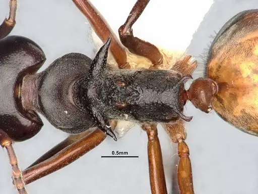 Dolichoderus cuspidatus - SMFHYM0008917