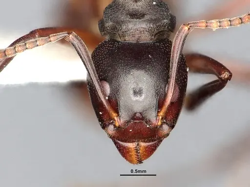 Dolichoderus cuspidatus - SMFHYM0008917