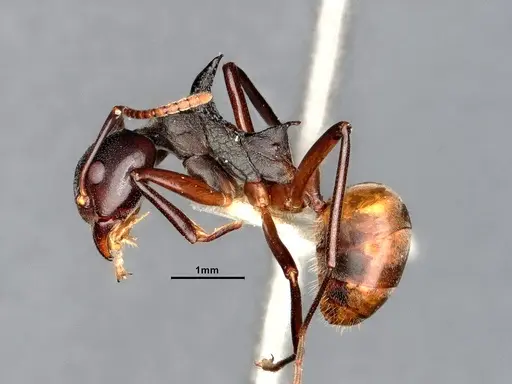 Dolichoderus cuspidatus - SMFHYM0008917