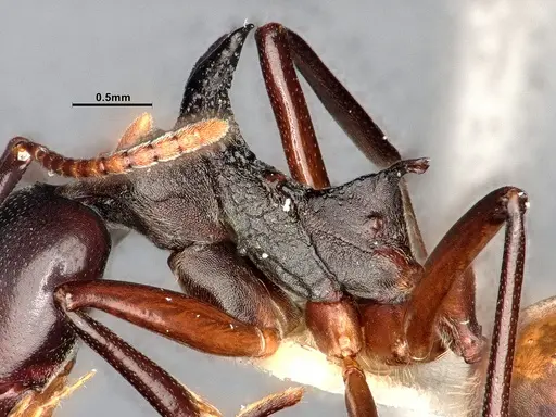 Dolichoderus cuspidatus - SMFHYM0008917