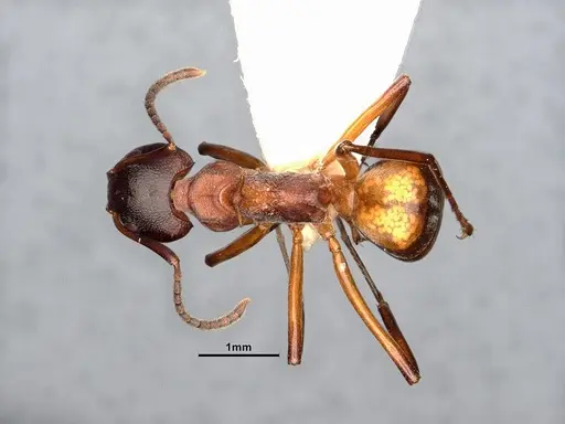 Dolichoderus cuspidatus - SMFHYM0008918